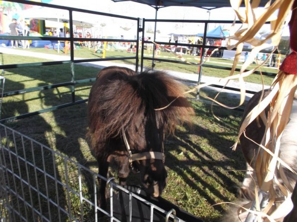 Maple Ridge Country Fest pony