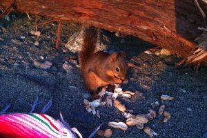 10 small animals frequently encountered when camping in British Columbia