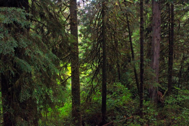 The Rainforest Trail in Tofino, BC.