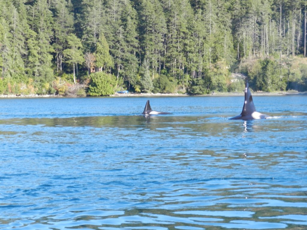 Orcas Drop By While Fishing