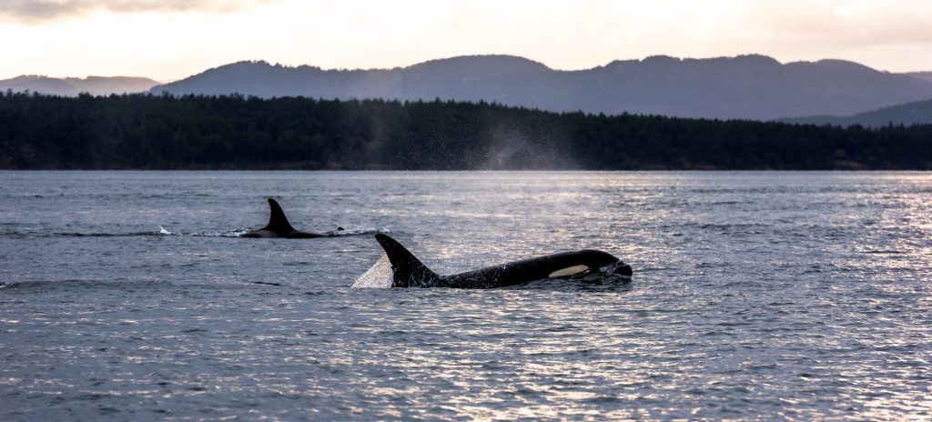 Orcas Vancouver Island, Photo Destination BC Reuben Krabbe