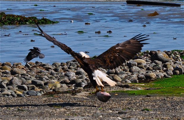 An eagle at the Bates Beach Oceanfront Resort in Courtenay.