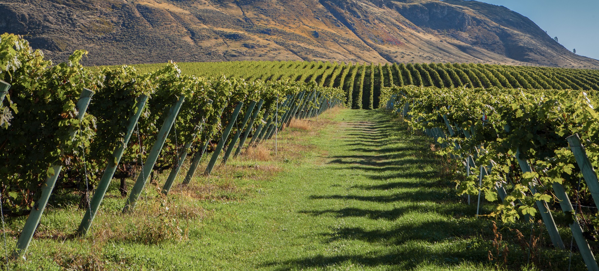 A wide view of the vineyards in Osoyoos.
