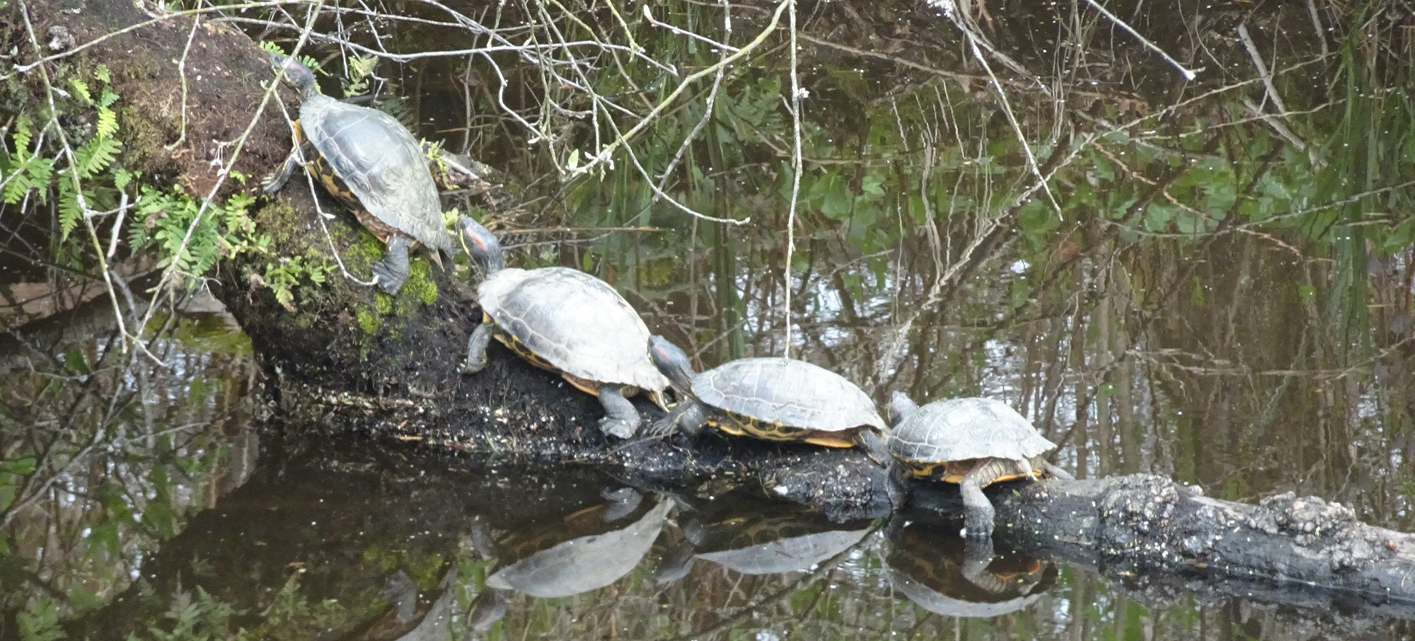 A traffic jam of turtles at the Deboville Slough in Coquitlam, seen along the Traboulay Trail.