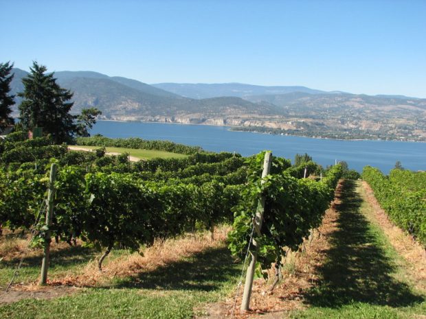 Vines on the Naramata Bench | Patricia Cashin