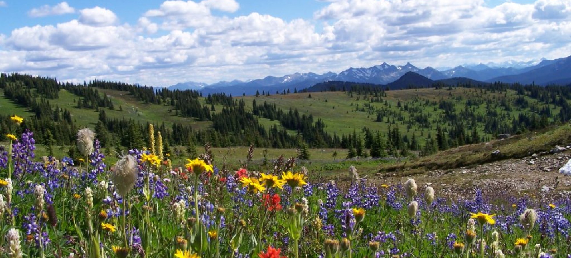 Manning Park Alpine Wild Flowers