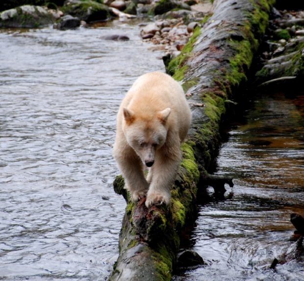 Famous mysterious white Kermode bears, otherwise known as Spirit bears - DBC - Clare Levy