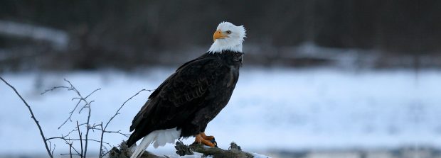 Eagle. Photo: Tourism Squamish