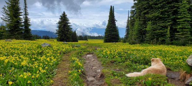 Hiking Trophy Meadows Trail in British Columbia’s Wells Gray Provincial Park